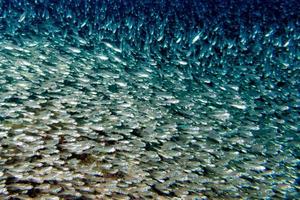 bola de cebo gigante de peces de vidrio que se mueve bajo el agua foto