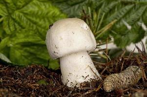 mushroom in natural environment photo