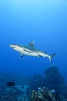 un tiburón gris mandíbulas listas para atacar bajo el agua retrato de cerca foto