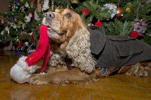 A santa dressed puppy dog christmas xmas photo