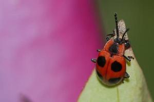 A ladybug hanging on a leaf on the pink background photo