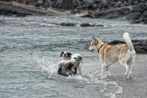 perros jugando en la playa foto