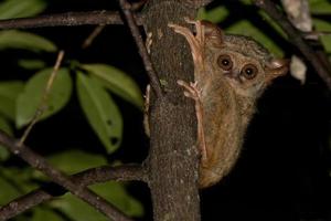 Tarsius pequeño mono nocturno foto