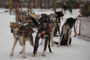 sledding in lapland photo