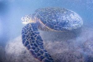 green turtle underwater close up near the shore photo