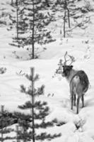 reindeer portrait in winter snow time in black and white photo