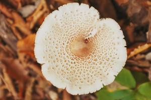 Contour of the cap of the white mushroom in the autumn forest of the Caucasus. Top View photo