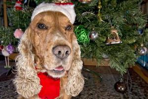 Santa dressed puppy dog christmas xmas photo