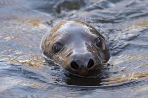 grey seal portrait photo