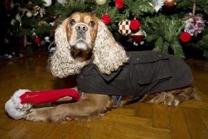 A santa dressed puppy dog christmas xmas photo