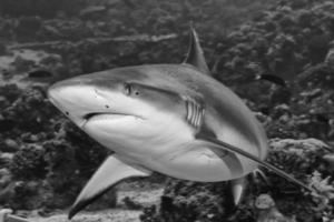 shark attack underwater in black and white photo