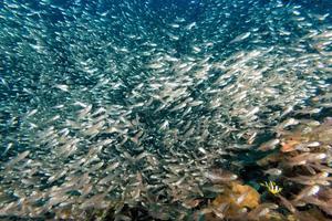 Glass fishes giant bait ball moving underwater photo