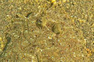 A flat fish eyes detail while hiding in the sand  in indonesia photo