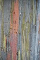 Rainbow Eucaliptus tree in hawaii photo