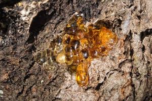 tree natural resin photo