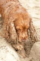 Newborn puppy English cocker spaniel dog digging sand photo