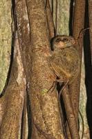 Tarsius small nocturnal monkey photo