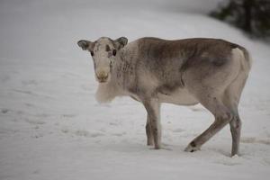 reindeer portrait in winter snow time photo