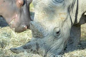 white rhino portrait photo