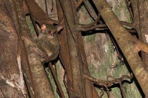 tarsius indonesio endémico pequeño mono nocturno foto