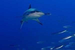 Grey shark jaws ready to attack underwater close up portrait photo