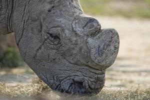 white rhino portrait photo