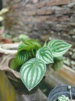 ornamental planta cuyo hojas son en forma de sandía foto