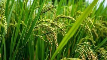 Rice fields, Rice plant, Oryza sativa in the Indian village. photo