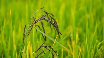 Black rice, also known as purple rice or forbidden rice, type of the species Oryza sativa, some of which are glutinous rice. photo