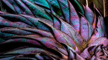 Feathers. Indian rooster feathers. Indian Breed. photo