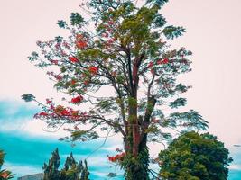 big tree with red and green leaves against a blue sky background photo