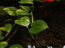 colorful goldfish and water flowers photo