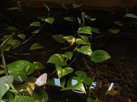 colorful goldfish and water flowers photo