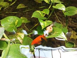 colorful goldfish and water flowers photo