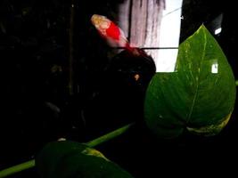 colorful goldfish and water flowers photo