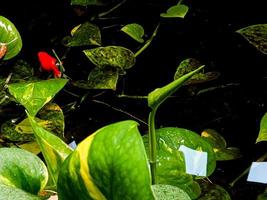 colorful goldfish and water flowers photo