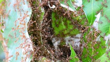 le rouge fourmis en marchant dans et en dehors de le nid. video