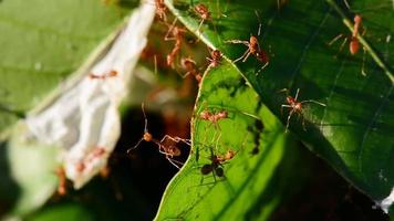 de rood mieren wandelen in en uit van de nest. video