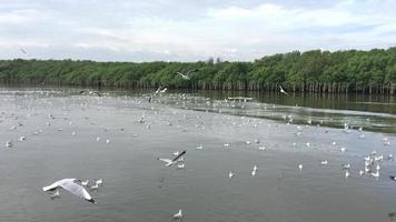 Gaviota escapar desde un siberiano invierno clima llegó a Tailandia cada año. video