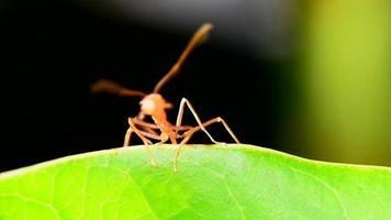 The red ants walking in and out of the nest. video