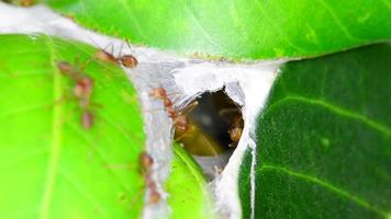 The red ants walking in and out of the nest. video