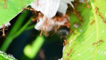 The red ants walking in and out of the nest. video