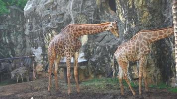 girafas e zebras. isto curtidas para viver junto. video