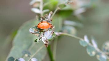 The ladybug is walking on a tree on a nature background. video