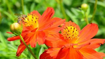 Bienen sind fliegend und Essen Pollen von Blume im das Morgen auf ein gut Wetter. video