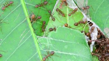 The red ants walking in and out of the nest. video