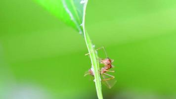 The red ants walking in and out of the nest. video