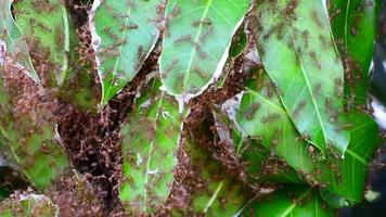 The red ants walking in and out of the nest. video