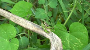 The green grasshopper are breeding on a nature background. video