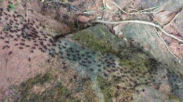 The crowd of black ants are moving nest in the forest moves. video